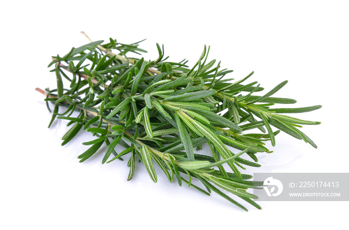 fresh rosemary on white background