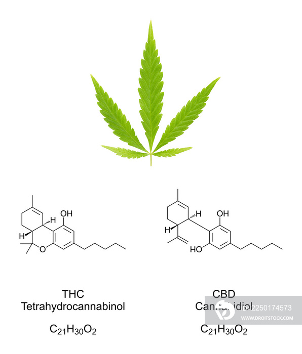 大麻扇叶，化学式为大麻素四氢大麻酚和CBD。新鲜绿色大麻叶和