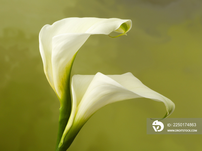 Two calla flowers