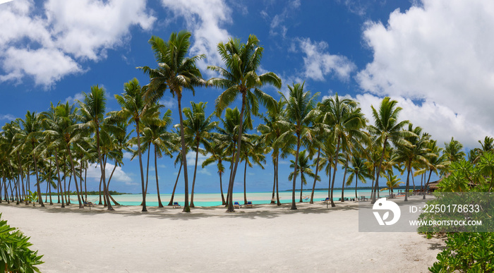 Towering palm trees casting shade on the empty lounge chairs on the sandy beach.