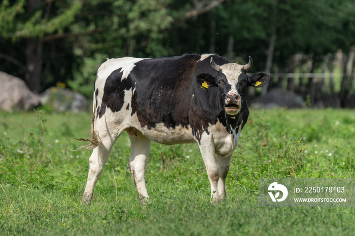 Black and white cow sounding moo to the camera