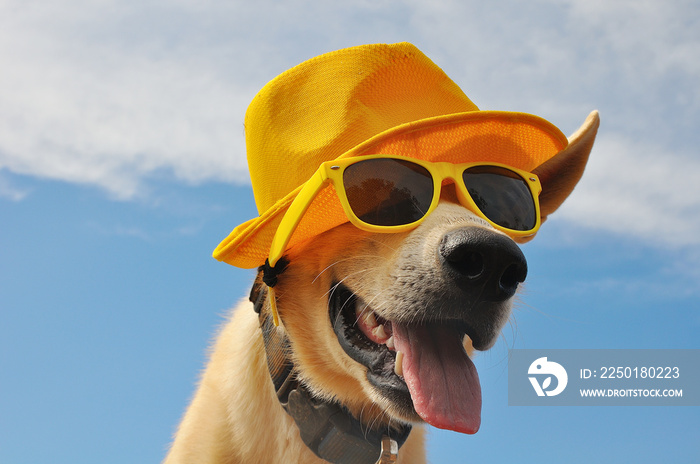 戴着夏季帽子和太阳镜的滑稽狗