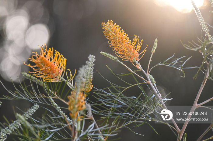 阳光普照的Grevillea