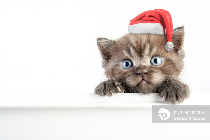 Cat baby tabby Kitten Cute Beautifu With christmas hat on white background