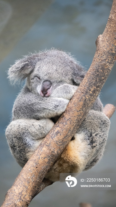 Cute koala sleeping on the tree 1