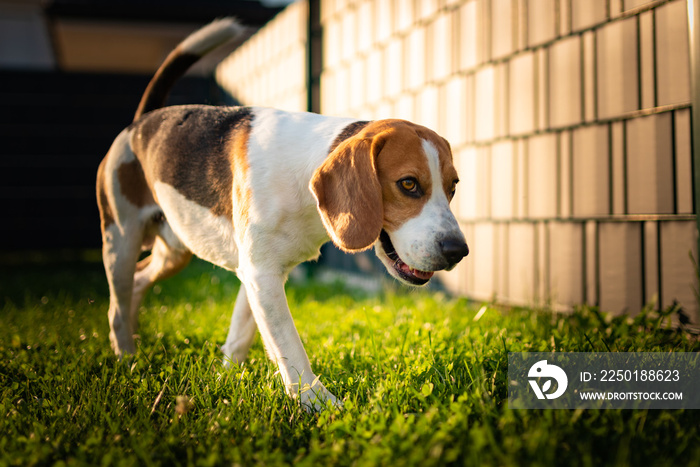 Beagle dog walking in backyard