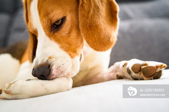 Beagle dog biting his itching skin on legs. Skin problem allergy reaction or stress reaction concept