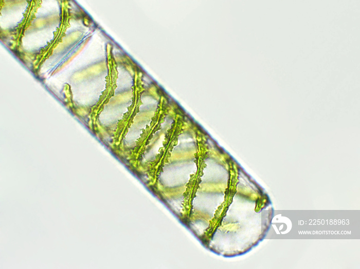 显微镜下的Spirogyra sp.藻类