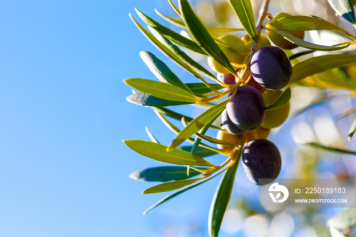 Branch of olive tree with fruits and leaves