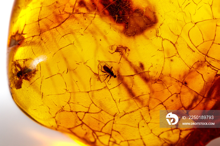 Macro stone mineral amber with insects, flies and beetles on a white background close up