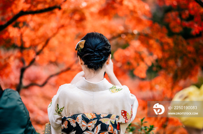 秋天穿着传统日本和服和五颜六色的枫树的年轻女性在澳大利亚很有名