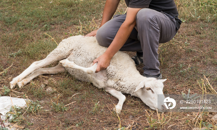 Animal for the Feast of Sacrifice. Muslim Holiday Kurban Bayrami, aid Al Adha