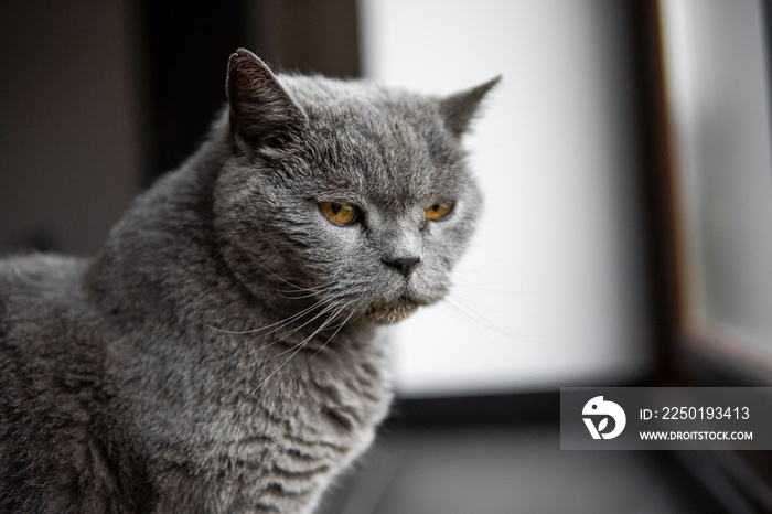 Gray chartreux cat with a yellow eyes sit in apartment and looking in a window.