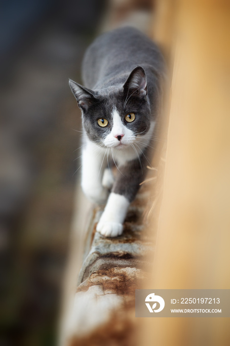 Cat walking on a wall