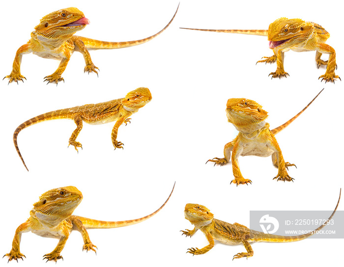 Bearded dragon - Pogona vitticeps on a white background