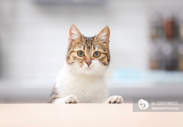 背景模糊的厨房餐桌上可爱有趣的猫