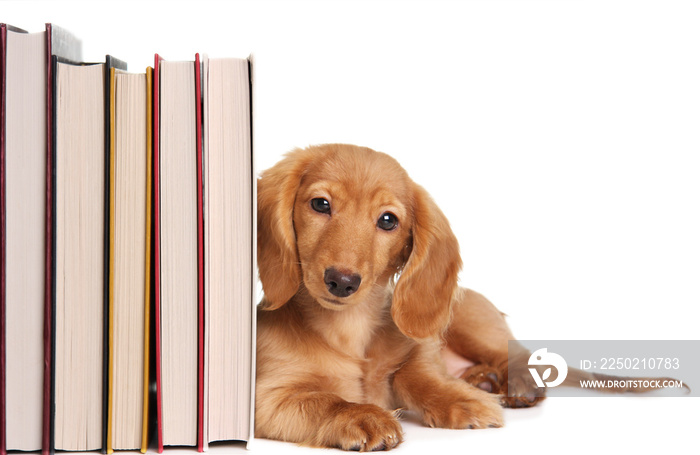 Book end puppy