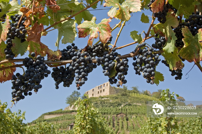 Weinreben vor Burg-1