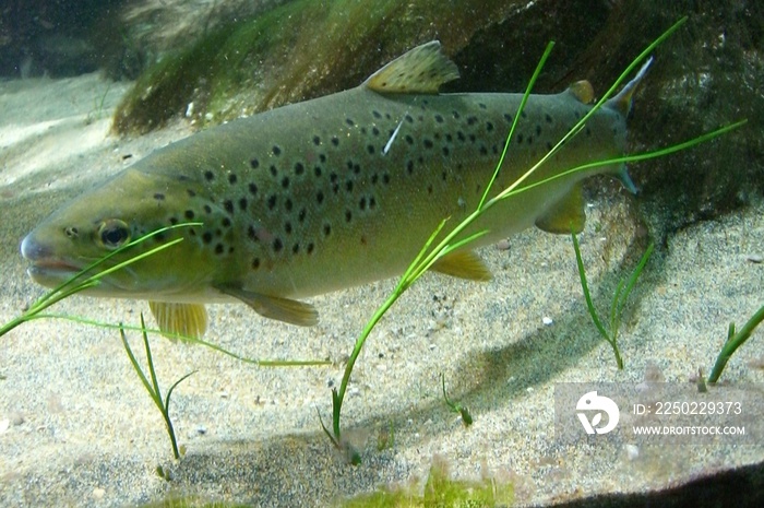 水族馆里的褐鳟鱼