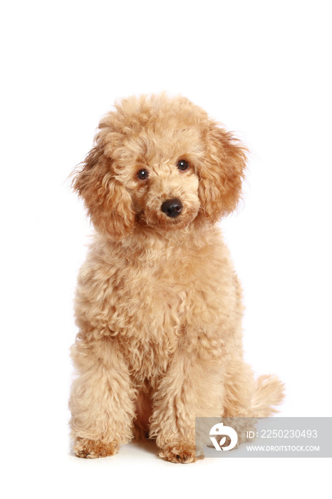 Apricot poodle puppy, isolated on white background