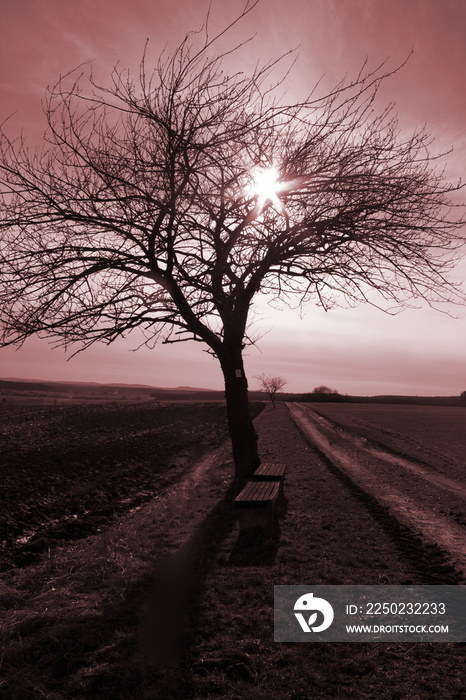 Baum im Gegenlicht