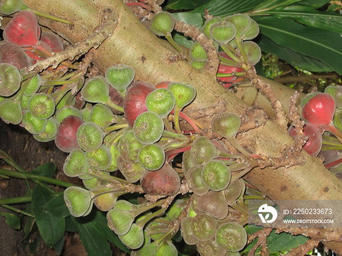 野生无花果