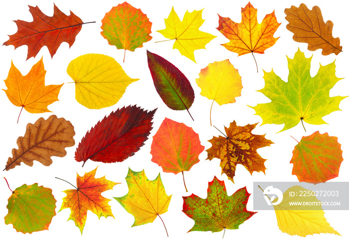 五彩缤纷的树叶。彩色秋叶收藏孤立在白色背景