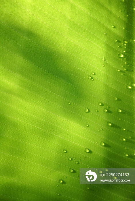 hoja con gotas