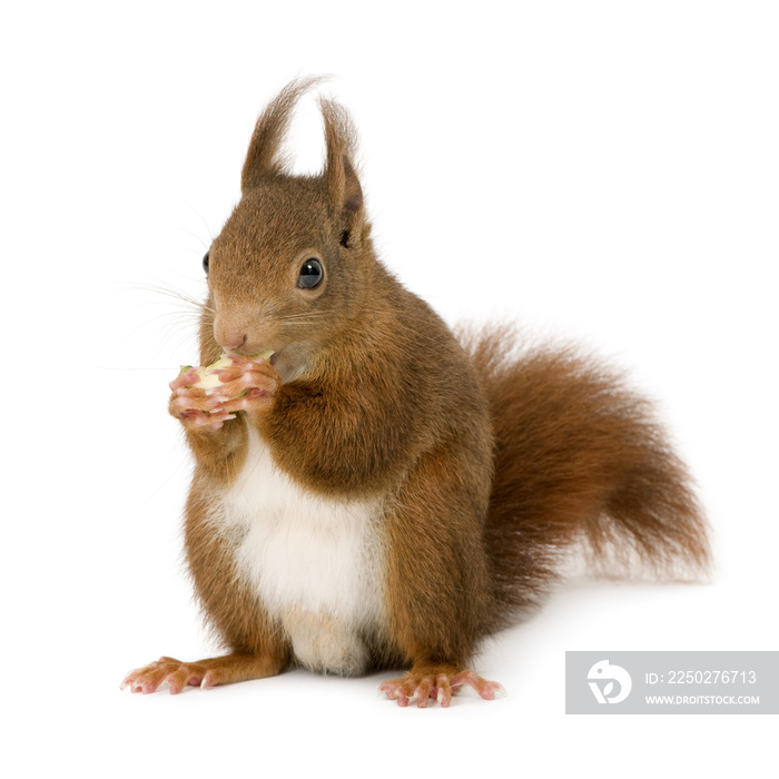 Eurasian red squirrel - Sciurus vulgaris (2 years)