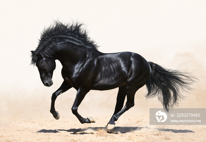 Black horse galloping