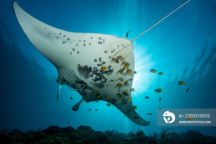 Black and white reef manta ray flying around a cleaning station in cristal blue water