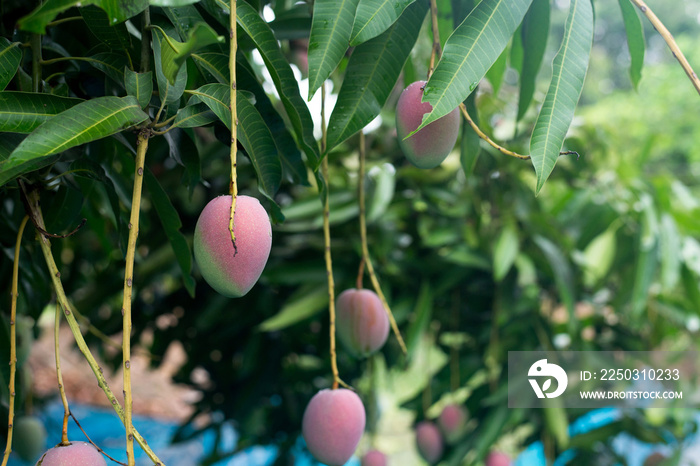 Mango fruit on the tree,Fresh fruit in garden