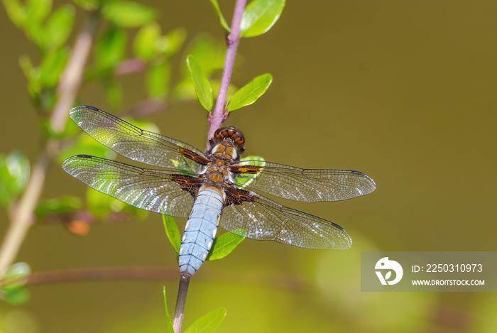 宽体追逐者-Libellula depression，来自欧洲静水的美丽大型蜻蜓，兹林