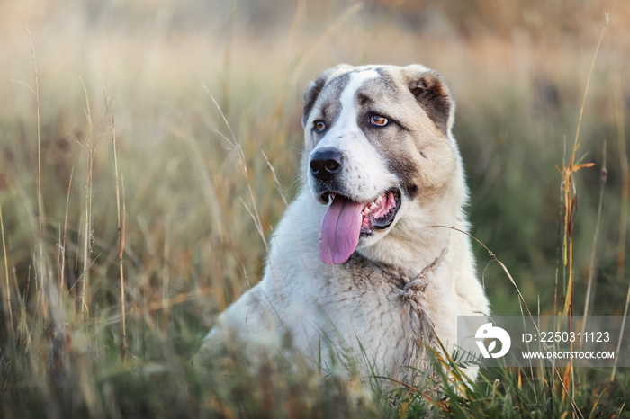 Portrait of a young Central Asian Shepherd dog sitting on a meadow between bents