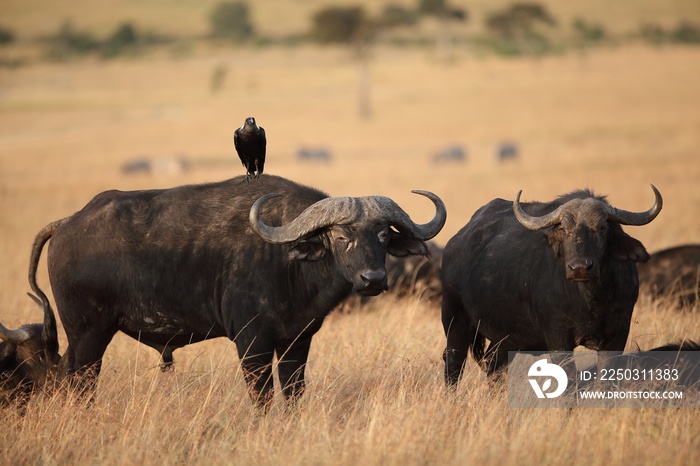 Black bird resting on the back of a black buffalo on a field covered with grass