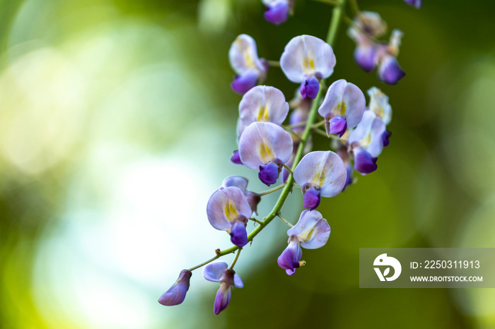 日本福冈川池富士花园美丽的紫藤花特写