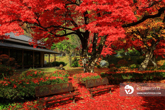 岩手県盛岡市　紅葉の落ち葉の絨毯