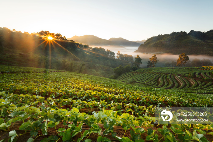 misty morning sunrise in strawberry garden at doi angkhang mount