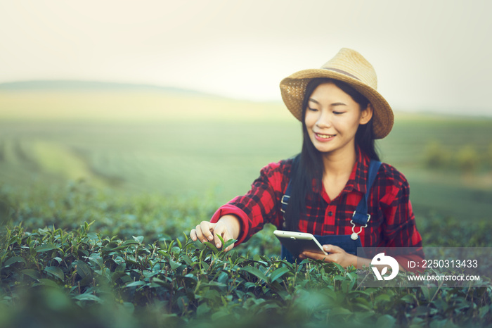 Young woman checking quality of tea leaves before harvesting by tablet,Thailand