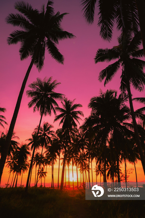 日落时海滩上的椰子树剪影。复古色调。