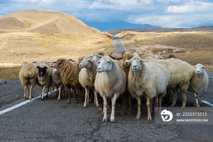 Shephard conducting a group of sheep down a road, Tavush Province, Armenia