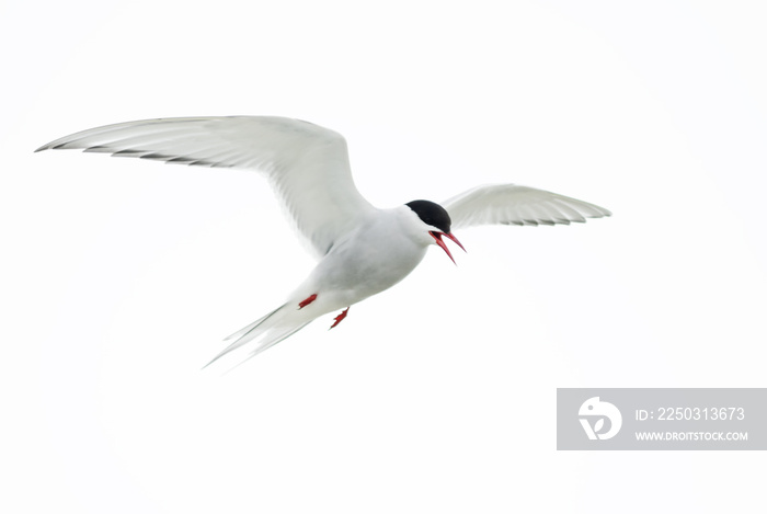 Arctic Tern - Sterna paradisaea, Shetlands, UK