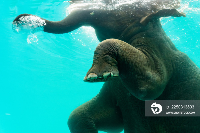 Elephant show swimming and blow the bubbles out of the trunk underwater in Thailand..