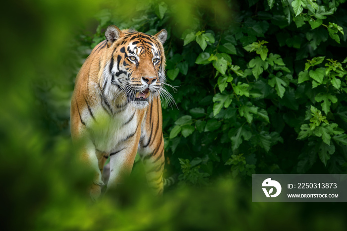 老虎，自然栖息地的野生动物