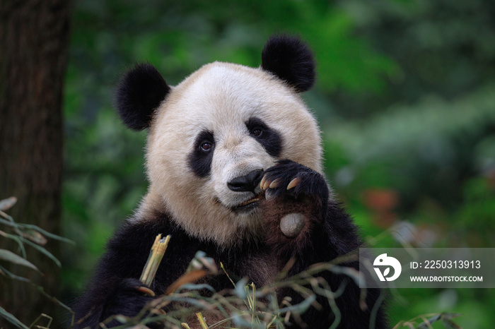 中国四川省雅安市碧峰峡熊猫保护区，快乐熊猫向观众挥手致意。E