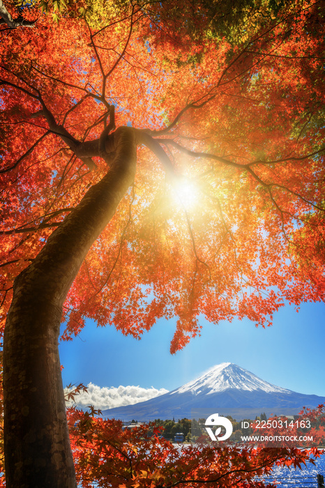 日本秋色富士山