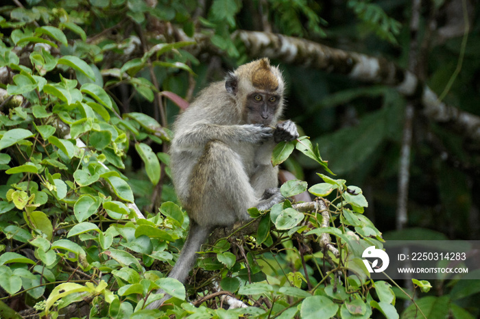 长尾猕猴（以螃蟹为食的猕猴）坐在Sungai Kinabatangan（Kinabatanan Ri）沿线的树上