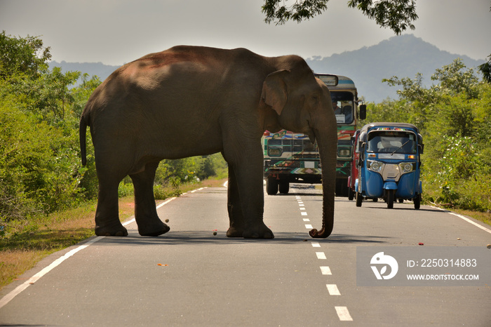 Ein wilder Elefant steht auf einer Straße in Sri Lanka und der Verkehr staut sich dahinter