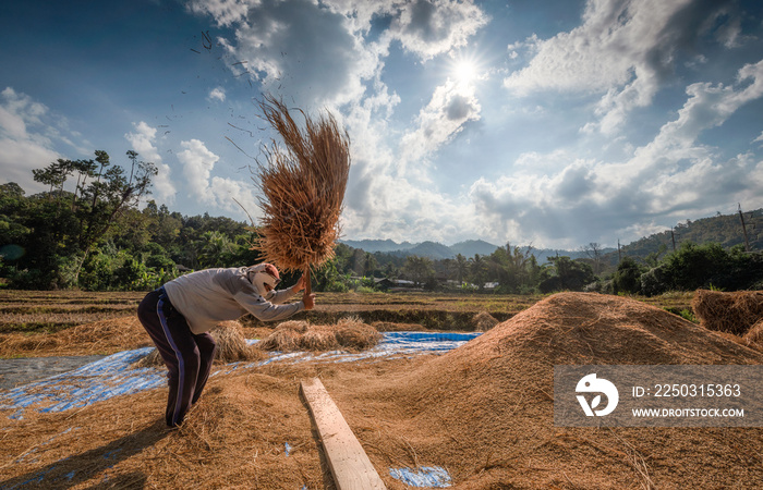 Farmers rice grain threshing during harvest time in northern Thailand