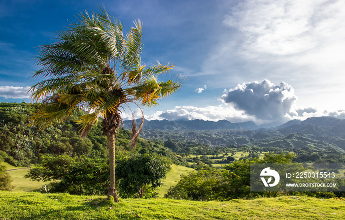 Palm Tree on Green Hill Overlooking Tropical Forests and Jagged Mountains outside of Clark, Philippi